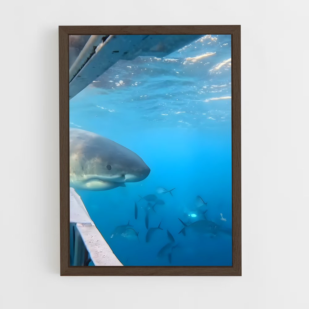 ap-great white shark encounters-5 cadre Bois foncé