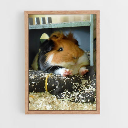 ap-guinea pig-1 cadre Bois clair