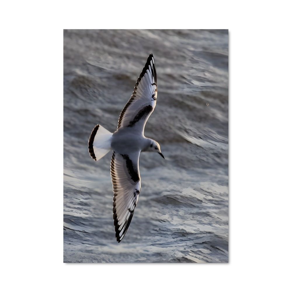 Poster Voleur des Vagues