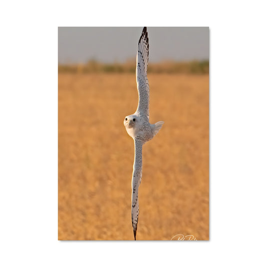 Poster Le Faucon des Champs