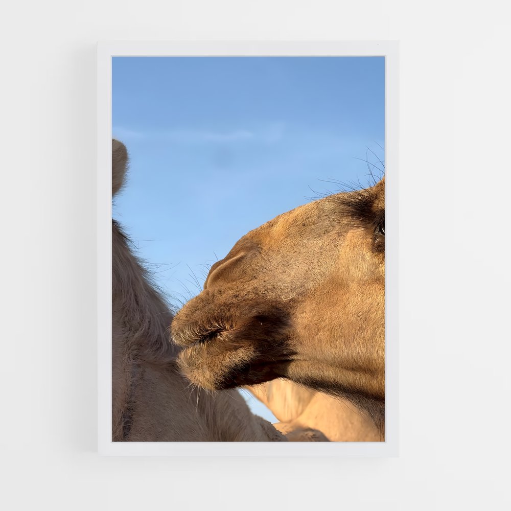 ap-hargeisa-1 cadre Blanc