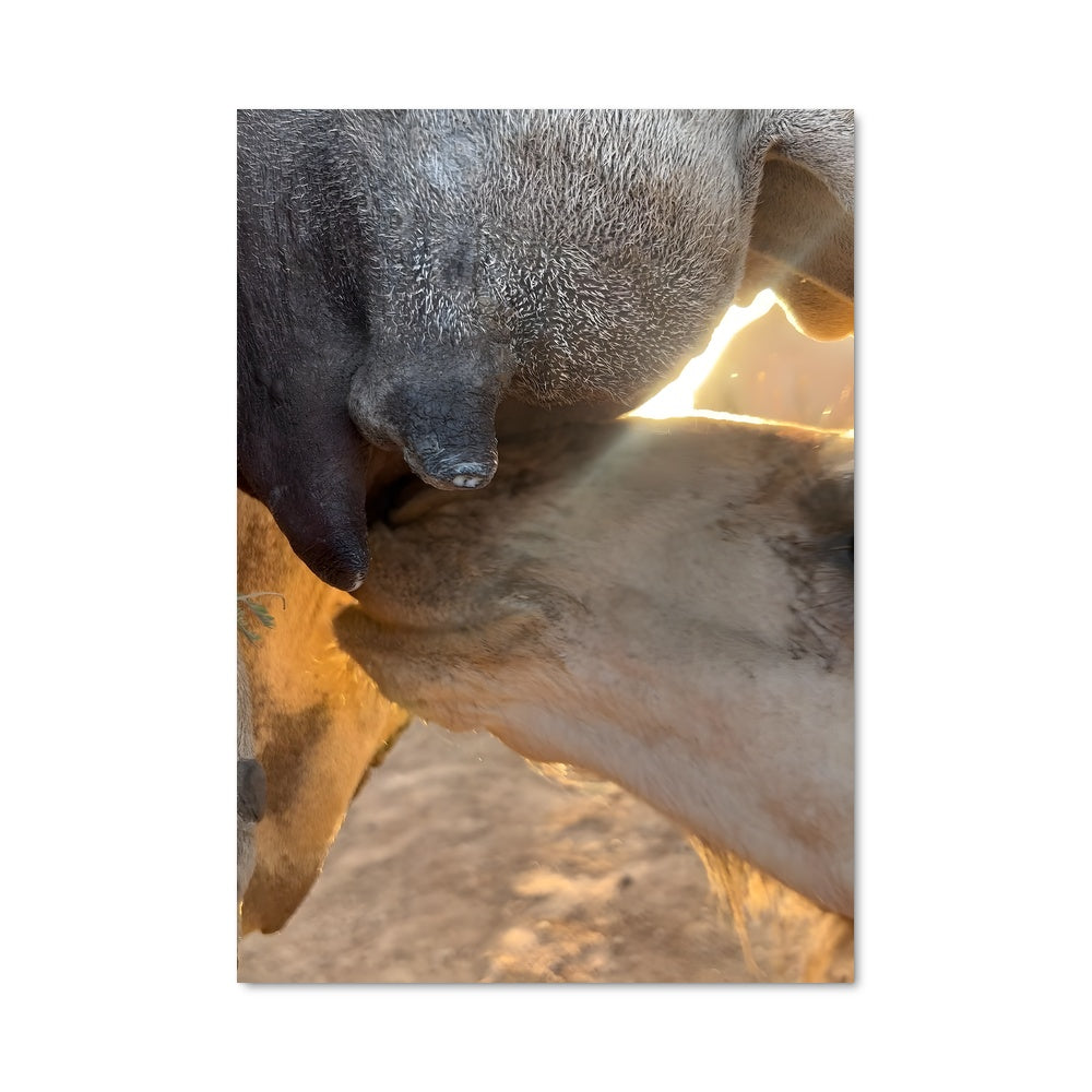 Poster Complices à Hargeisa