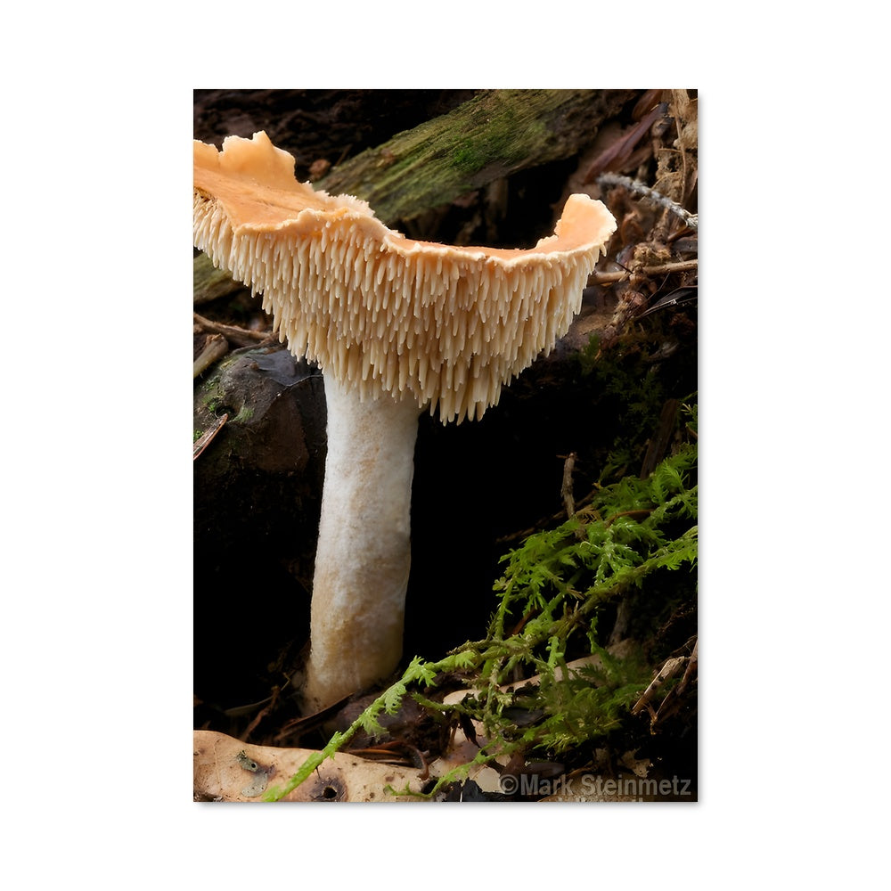 Poster Champignon Piquant