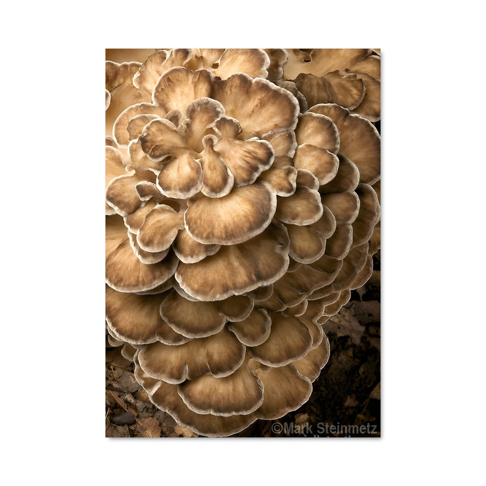 Poster Chapeau de Fungi