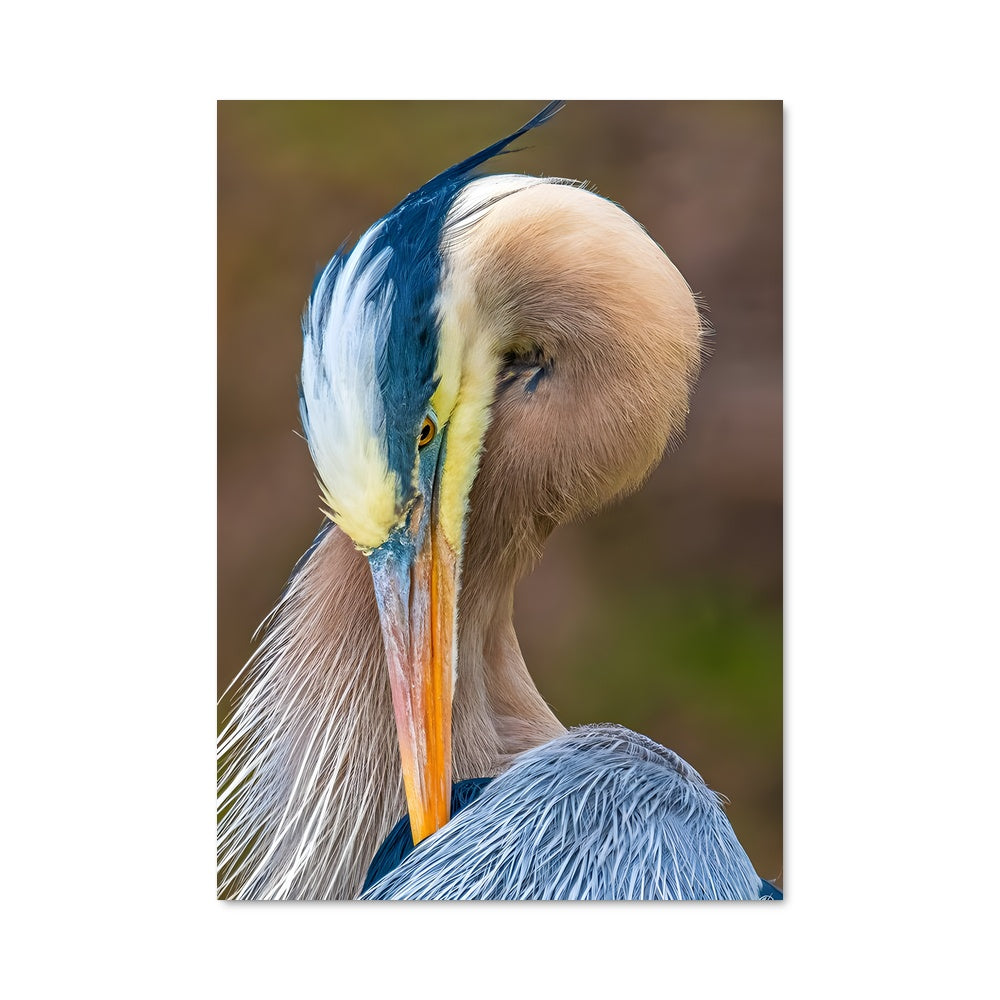 Poster Bec de Héron