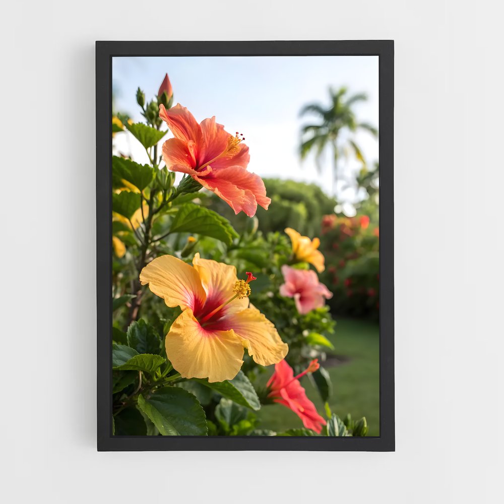 ap-hibiscus-11 cadre Noir