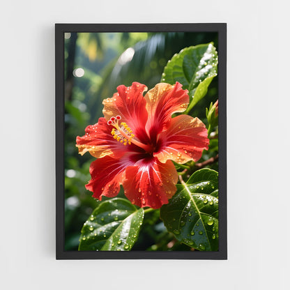ap-hibiscus-12 cadre Noir