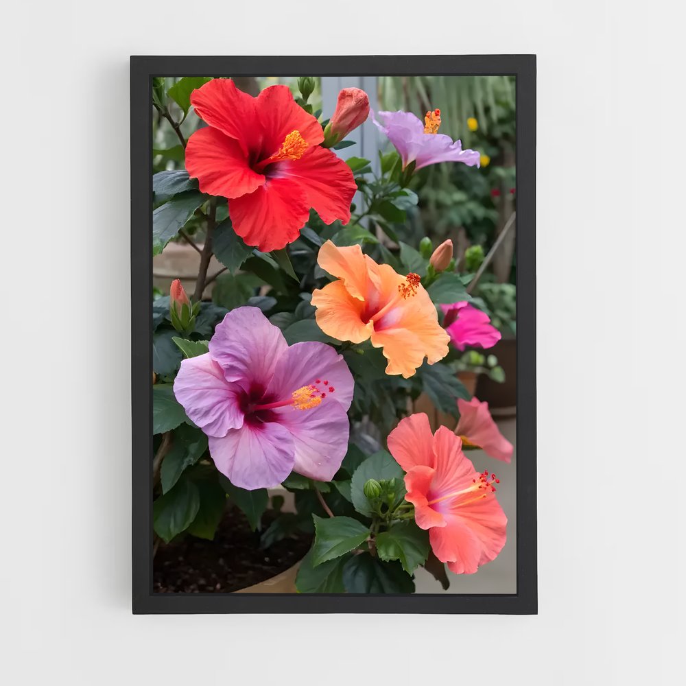 ap-hibiscus-14 cadre Noir