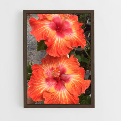 ap-hibiscus-15 cadre Bois foncé