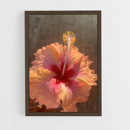 ap-hibiscus-8 cadre Bois foncé