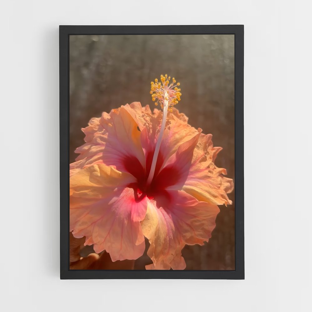 ap-hibiscus-8 cadre Noir