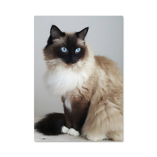 Poster Douceur Himalayenne