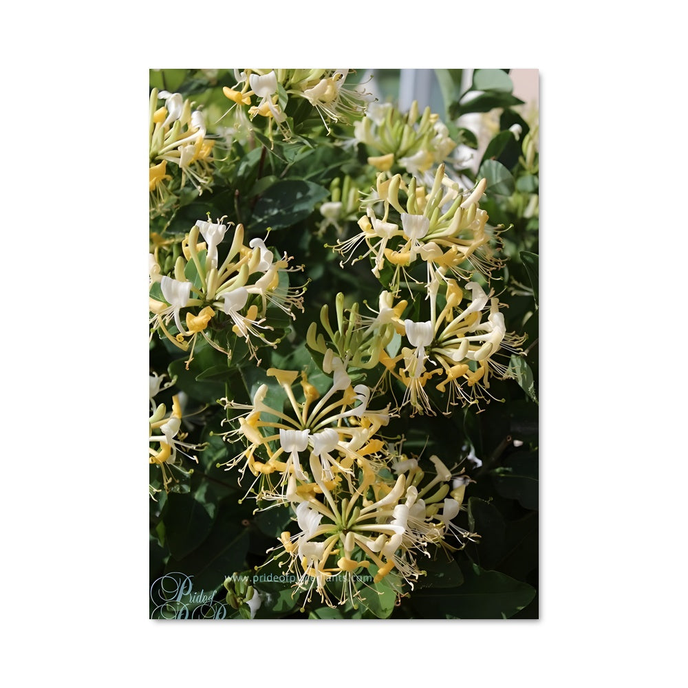 Poster Éclosion de Miel