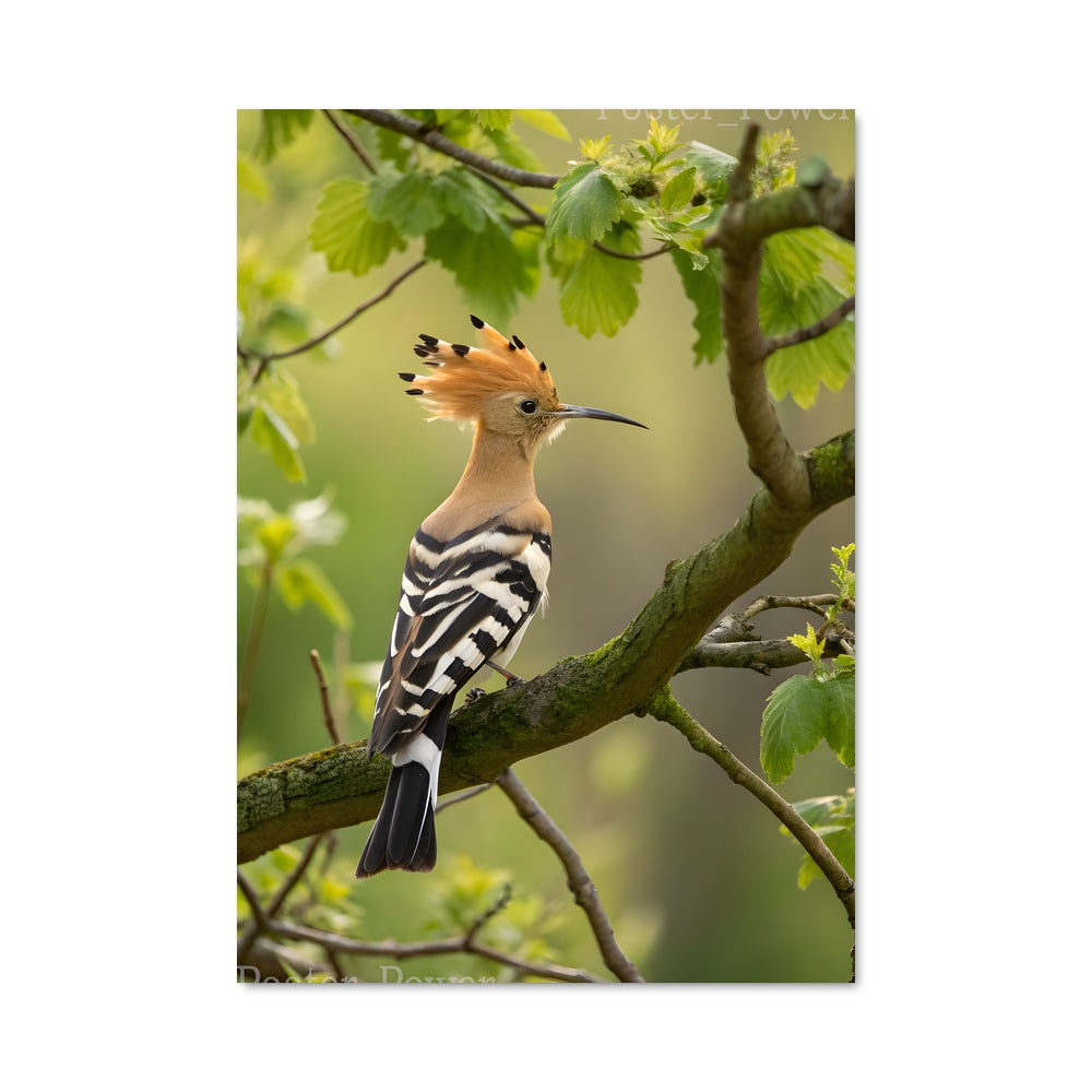 Poster Le Téméraire Huppe