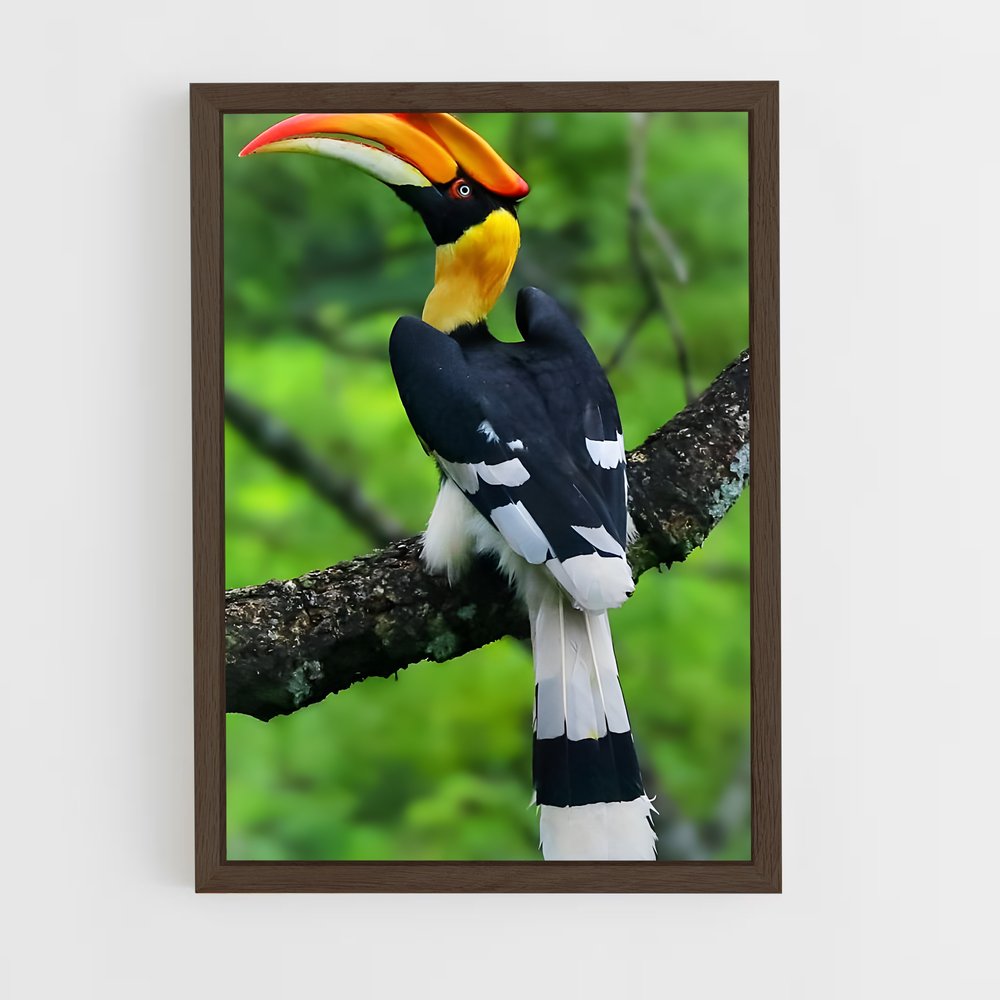 ap-hornbill-1 cadre Bois foncé