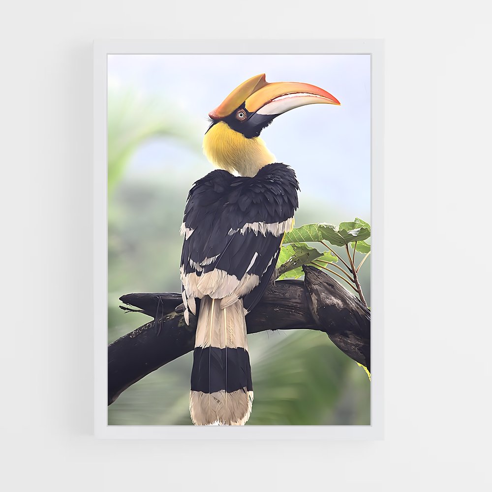 ap-hornbill-2 cadre Blanc