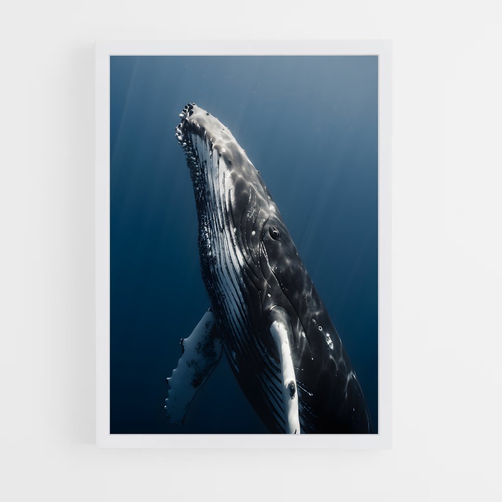 ap-humpback whale-2 cadre Blanc