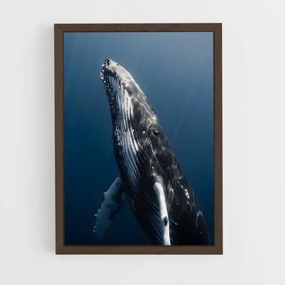 ap-humpback whale-2 cadre Bois foncé