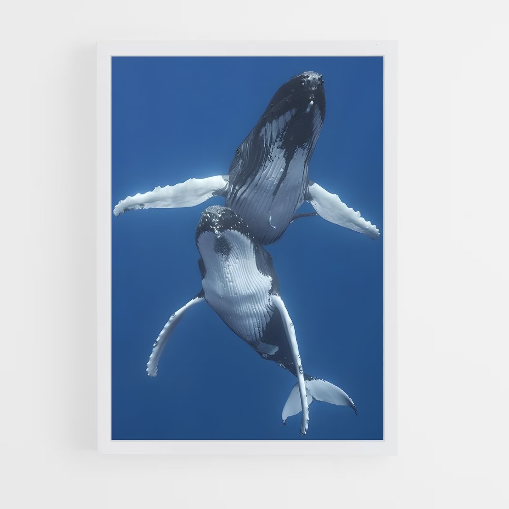 ap-humpback whale-4 cadre Blanc