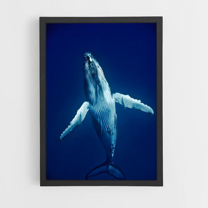 ap-humpback whale-5 cadre Noir