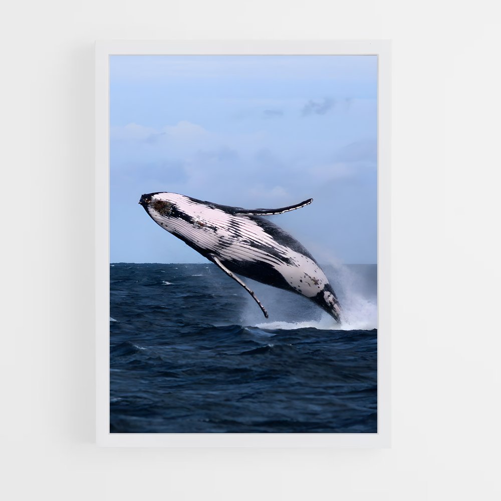 ap-humpback whale-7 cadre Blanc