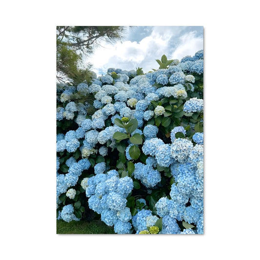 Poster Hydrangea Dreams