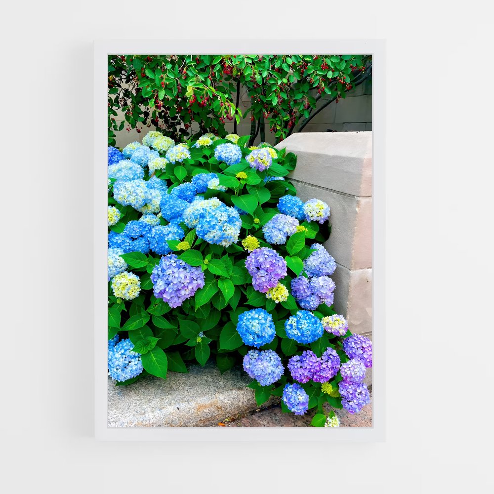ap-hydrangea-12 cadre Blanc