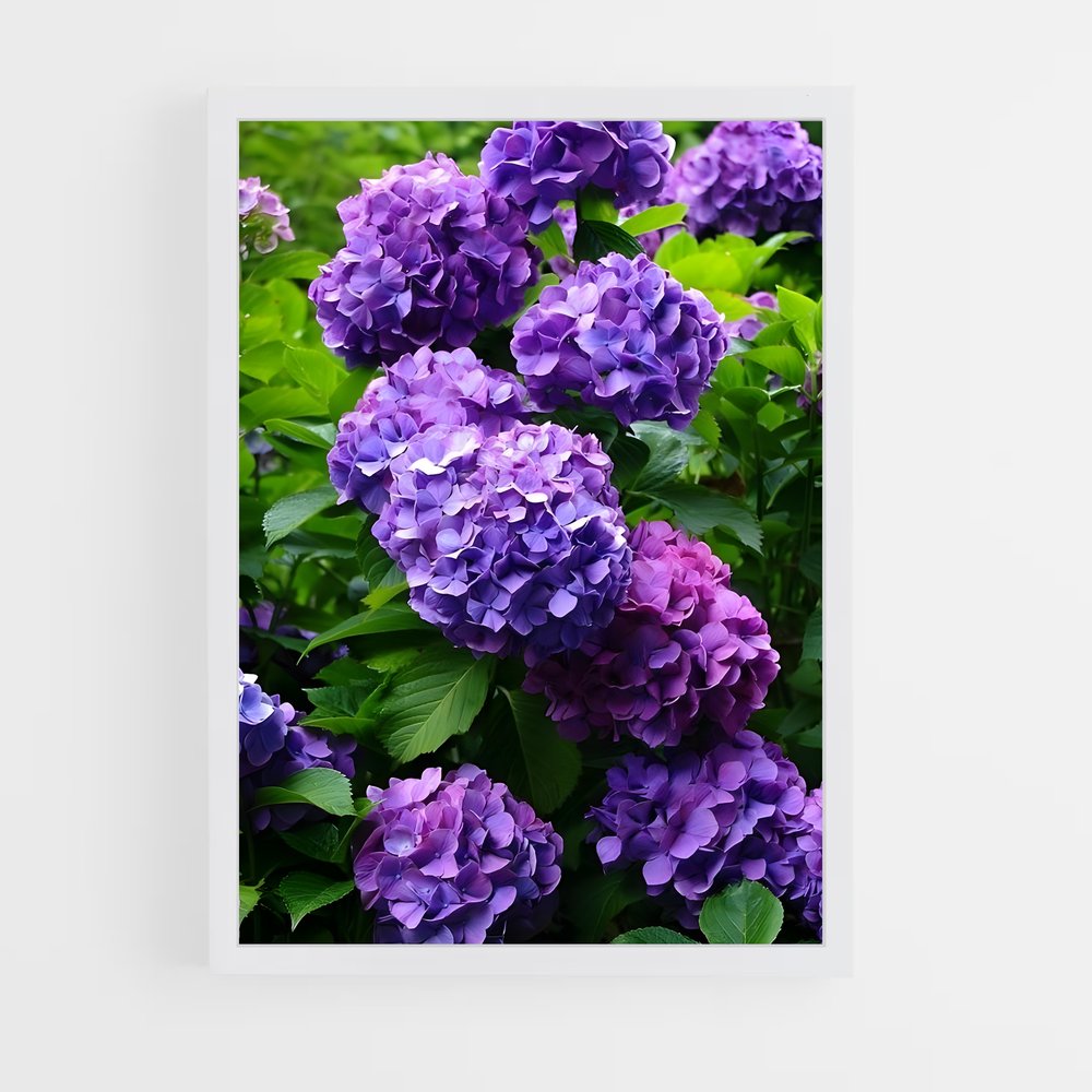 ap-hydrangea-5 cadre Blanc