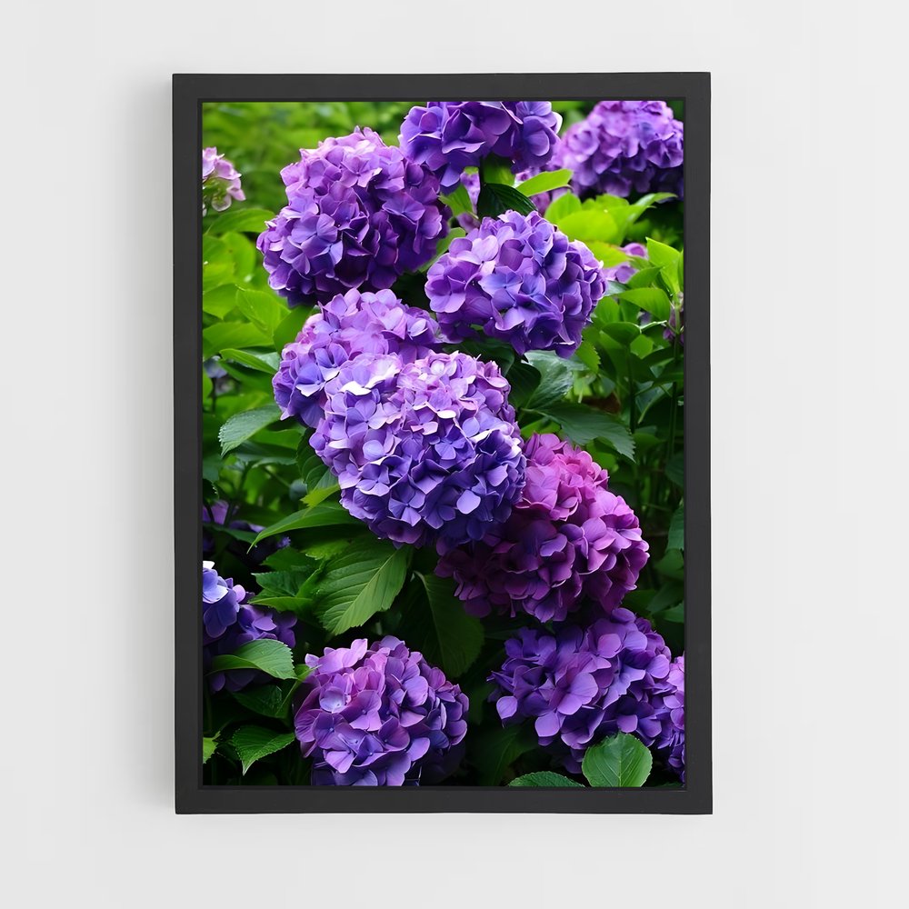 ap-hydrangea-5 cadre Noir