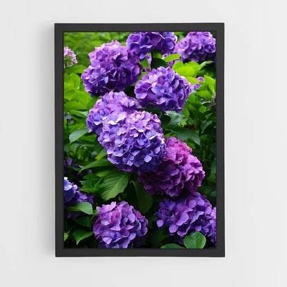 ap-hydrangea-5 cadre Noir