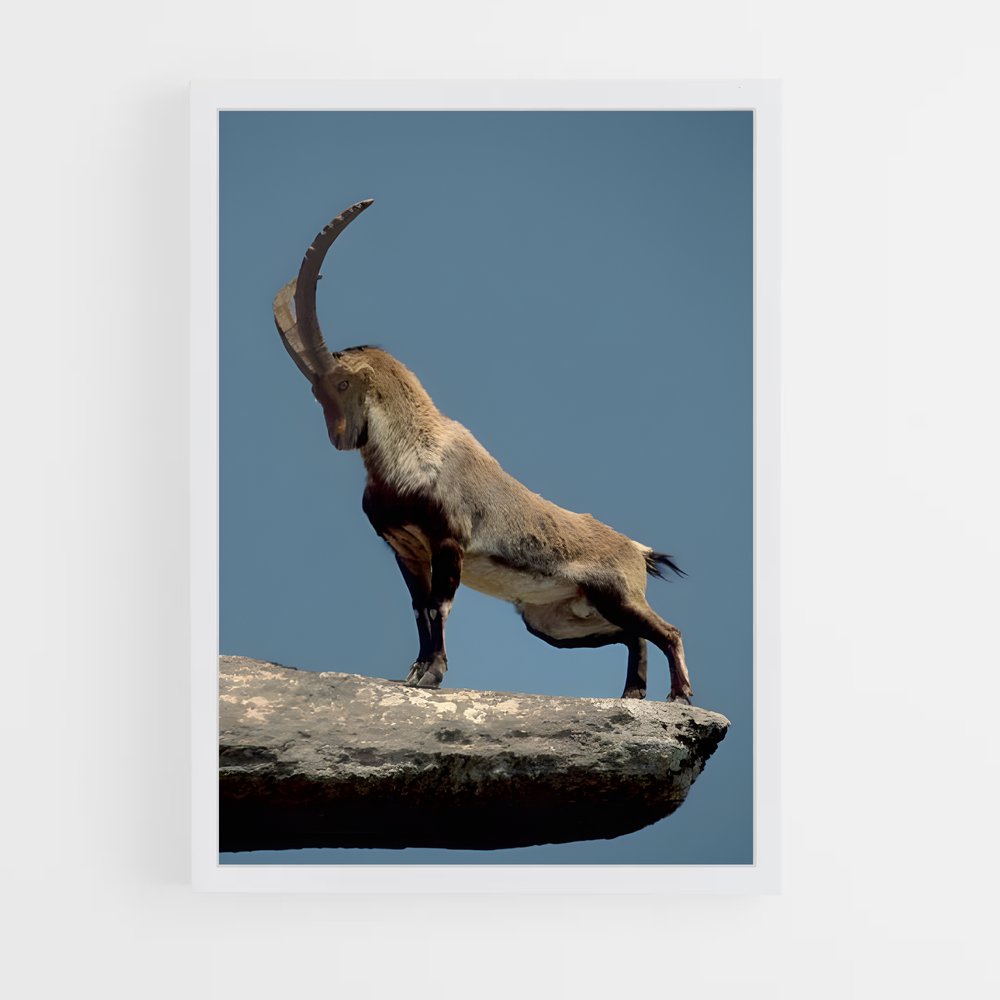 ap-ibex-3 cadre Blanc