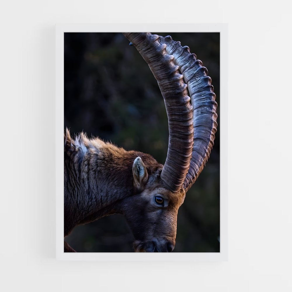 ap-ibex-4 cadre Blanc