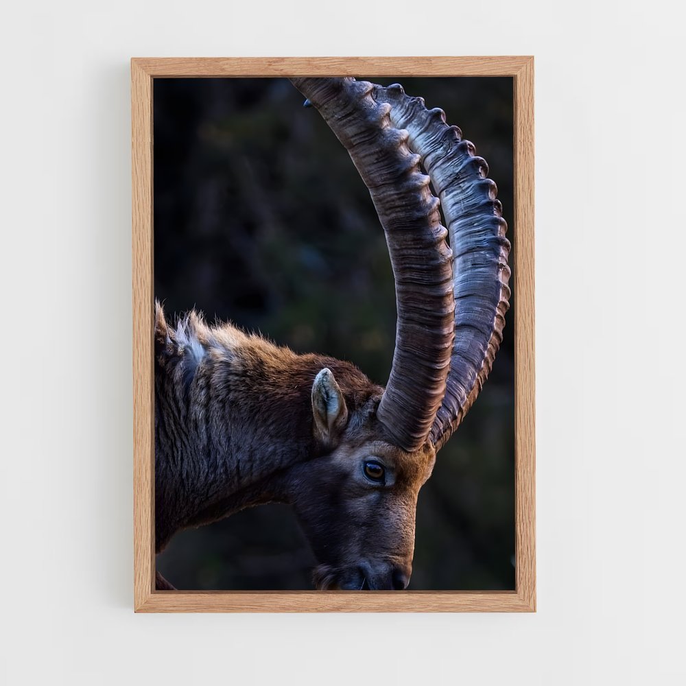 ap-ibex-4 cadre Bois clair