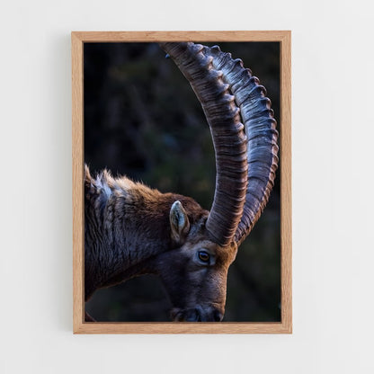 ap-ibex-4 cadre Bois clair
