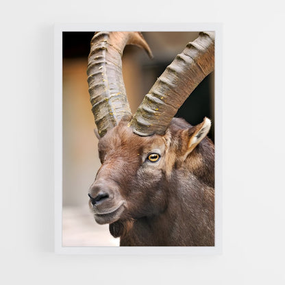 ap-ibex-5 cadre Blanc