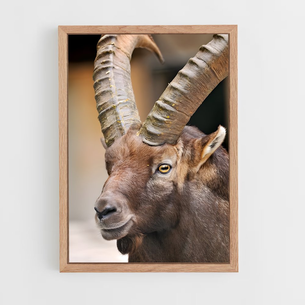 ap-ibex-5 cadre Bois clair