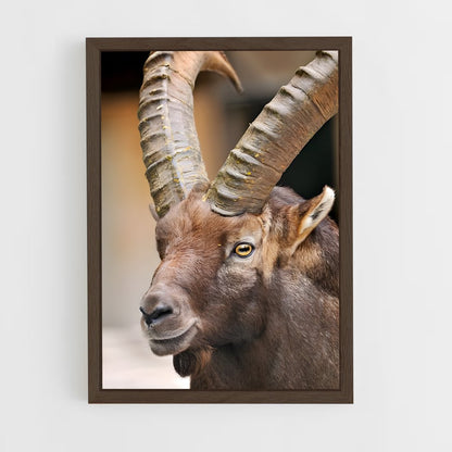 ap-ibex-5 cadre Bois foncé