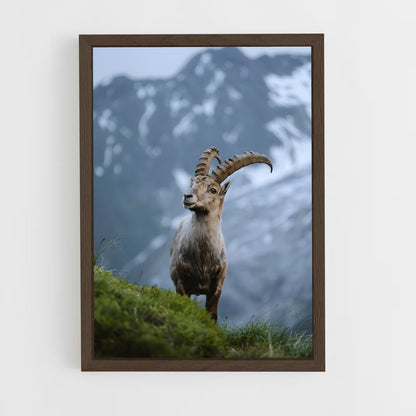 ap-ibex-8 cadre Bois foncé