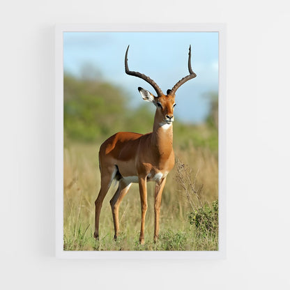 ap-impala-1 cadre Blanc