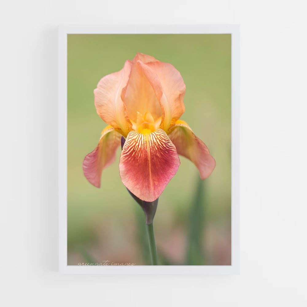 ap-iris-10 cadre Blanc