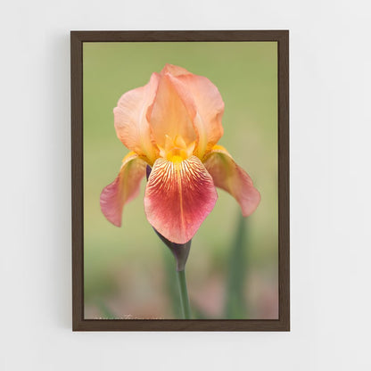 ap-iris-10 cadre Bois foncé