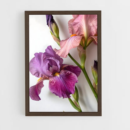 ap-iris-5 cadre Bois foncé