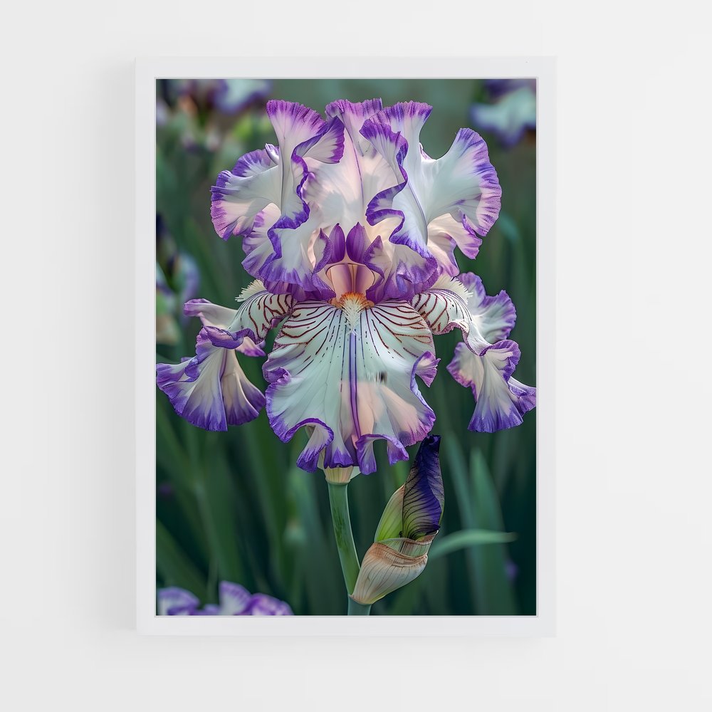 ap-iris-6 cadre Blanc