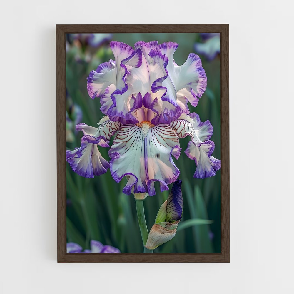 ap-iris-6 cadre Bois foncé