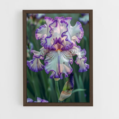 ap-iris-6 cadre Bois foncé