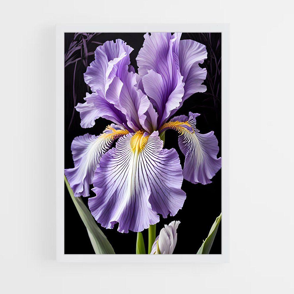 ap-iris-9 cadre Blanc