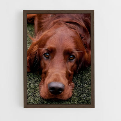 ap-irish setter-1 cadre Bois foncé