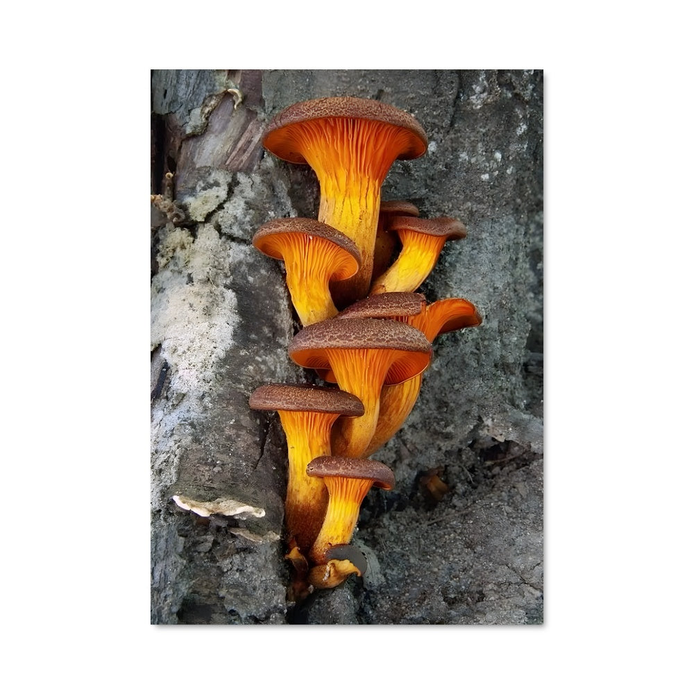 Poster Champignons Magiques