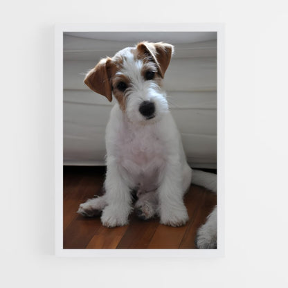ap-jack russell terrier-1 cadre Blanc