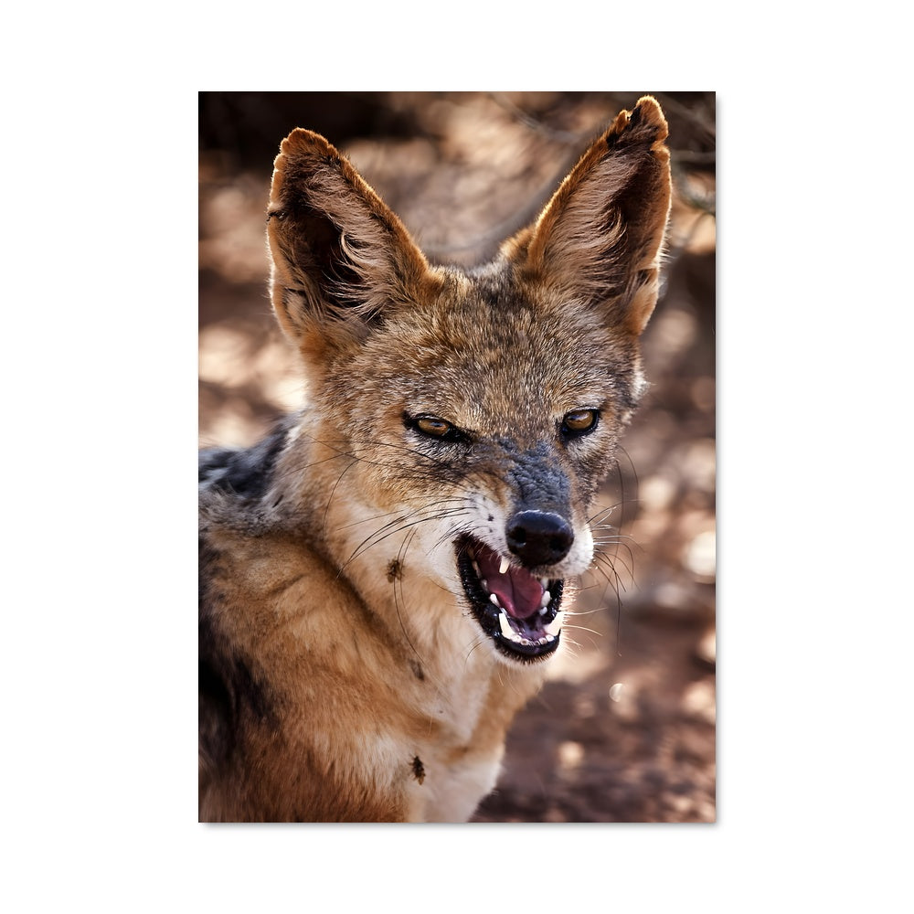 Poster Oeil de Coyote